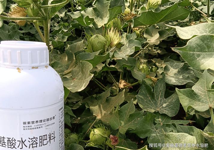 作物_种植户_肥料